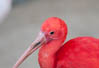 Ibis, Parque das Aves, Foz do Iguaçu