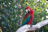 Parrot, Parque das Aves , Foz do Iguaçu