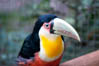 Toucano, Parque das Aves, Foz do Iguaçu