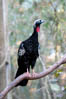 Parque das Aves, Foz do Iguaçu