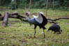 Guindaste, Parque das Aves, Foz do Iguaçu