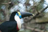 Toucano, Parque das Aves, Foz do Iguaçu