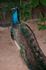 Pavão, Parque das Aves, Foz do Iguaçu