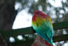 Arara,  Parque das Aves, Foz do Iguaçu