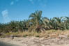 Oasis Baharia