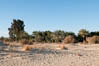 Découverte des momies dorées, Oasis Baharia