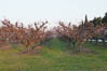 Camargue