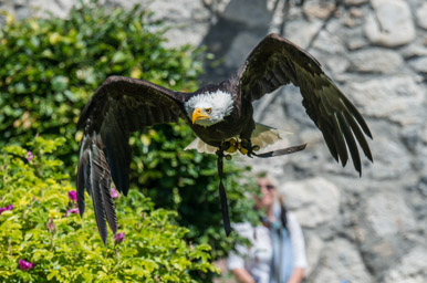 Weisskopfseeadler - Pygargue à tête blanche (Burg Hohenwerfen, 2014)