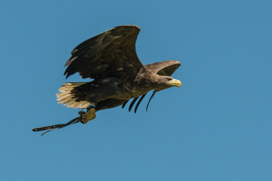 Seeadler - Pygargue à queue blanche (Burg Hohenwerfen, 2014)