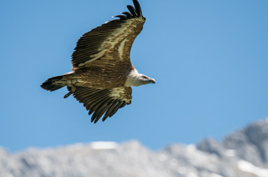 Gänsegeier - Vautour fauve (Burg Hohenwerfen, 2014)