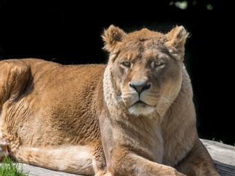 Löwe - Lion (Zoo de Servion, 2015)