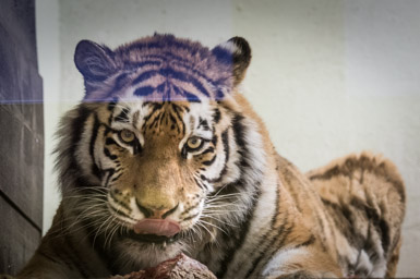 Sibirischer Tiger - Tigre de Sibérie (Zoo de Servion, 2015)