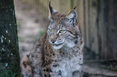 Luchs - Lynx (Zoo de Servion, 2015)