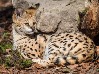 Serval - Serval (Zoo de Servion, 2015)