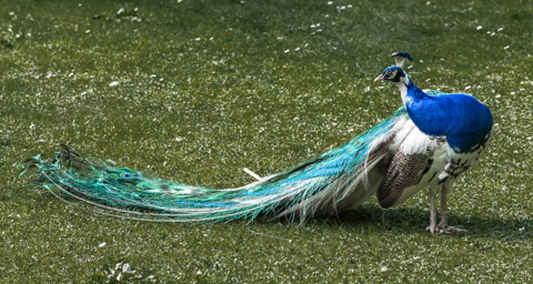 Pfau - Paon (Zoo de Servion, 2015)