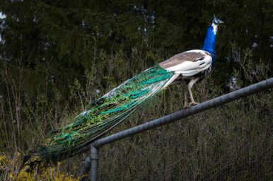 Pfau - Paon (Zoo de Servion, 2015)