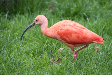 Scharlachsichler - Ibis rouge (Zoo de Servion, 2015)