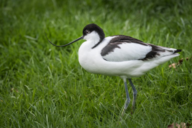 Säbelschnäbler - Avocette élégante (Zoo de Servion, 2015)