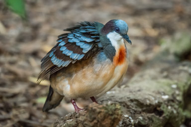 Luzon-Dolchstichtaube - Gallicolombe poignardée (Zoo de Servion, 2015)
