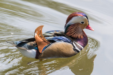 Mandarinente - Canard mandarin (Zoo Zürich, 2015)
