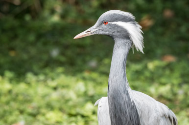 Jungfernkranich - Grue demoiselle (Zoo Zürich, 2015)