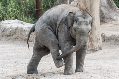 Elefant - Eléphant (Zoo Zürich, 2015)