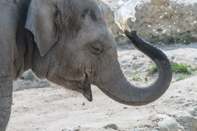 Elefant - Eléphant (Zoo Zürich, 2015)