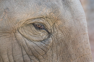 Elefant - Eléphant (Zoo Zürich, 2015)