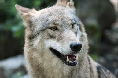 Mongolischer Wolf - Loup mongol (Zoo Zürich, 2015)