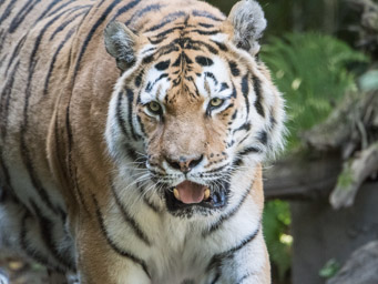 Amurtiger - Tigre de Sibérie (Zoo Zürich, 2015)