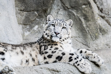 Schneeleopard - Panthère des neiges (Zoo Zürich, 2015)