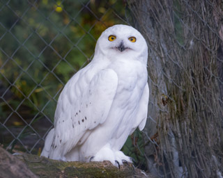 Schneeeule - Chouette Harfang des neiges (Zoo Zürich, 2015)