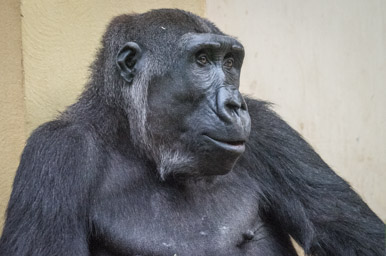 Gorilla - Gorille (Zoo Zürich, 2015)