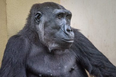 Gorilla - Gorille (Zoo Zürich, 2015)