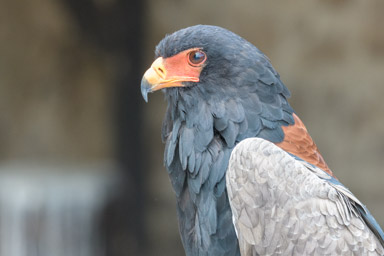 Gaukler - Bateleur des savanes (Volerie des Aigles, 2016)