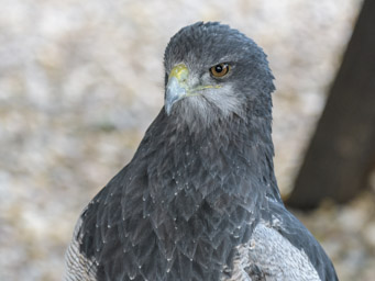 Aguja - Buse Aguia (Volerie des Aigles, 2016)