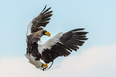 Riesenseeadler - Pygargue empereur (Volerie des Aigles, 2016)