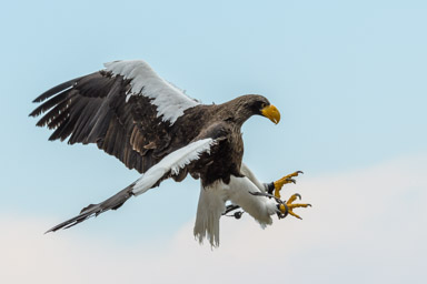 Riesenseeadler - Pygargue empereur (Volerie des Aigles, 2016)