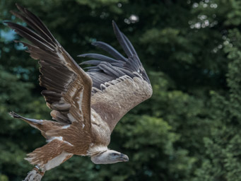 Gänsegeier - Vautour fauve (Volerie des Aigles, 2016)