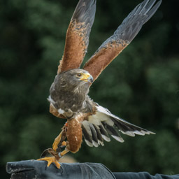 Wüstenbussard - Buse de Harris (Volerie des Aigles, 2016)