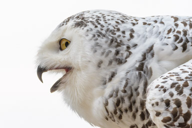 Schneeeule - Chouette Harfang des neiges (Volerie des Aigles, 2016)