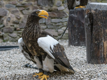 Riesenseeadler - Pygargue empereur (Volerie des Aigles, 2016)