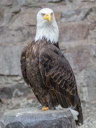 Weisskopfseeadler - Pygargue à tête blanche (Volerie des Aigles, 2016)