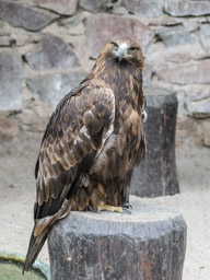 Steinadler - Aigle royal (Volerie des Aigles, 2016)