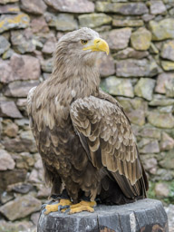 Seeadler - Pygargue à queue blanche (Volerie des Aigles, 2016)