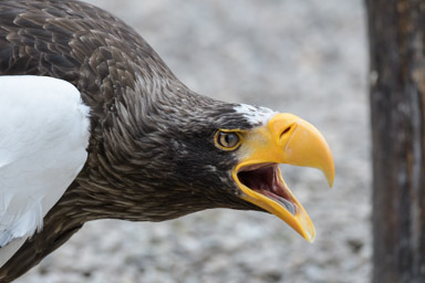 Riesenseeadler - Pygargue empereur (Volerie des Aigles, 2016)