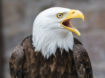 Weisskopfseeadler - Pygargue à tête blanche (Volerie des Aigles, 2016)