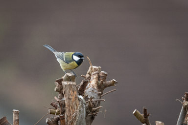Kohlmeise - Mésange charbonnière (Villars-sur-Glâne)