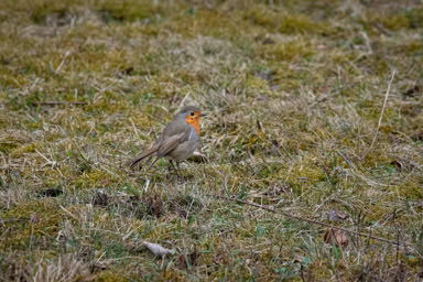 Rotkehlchen - Rougegorge familier (Villars-sur-Glâne)