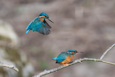 Eisvogel - Martin-pêcheur d'Europe (La Sauge)